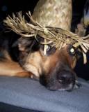 Laka